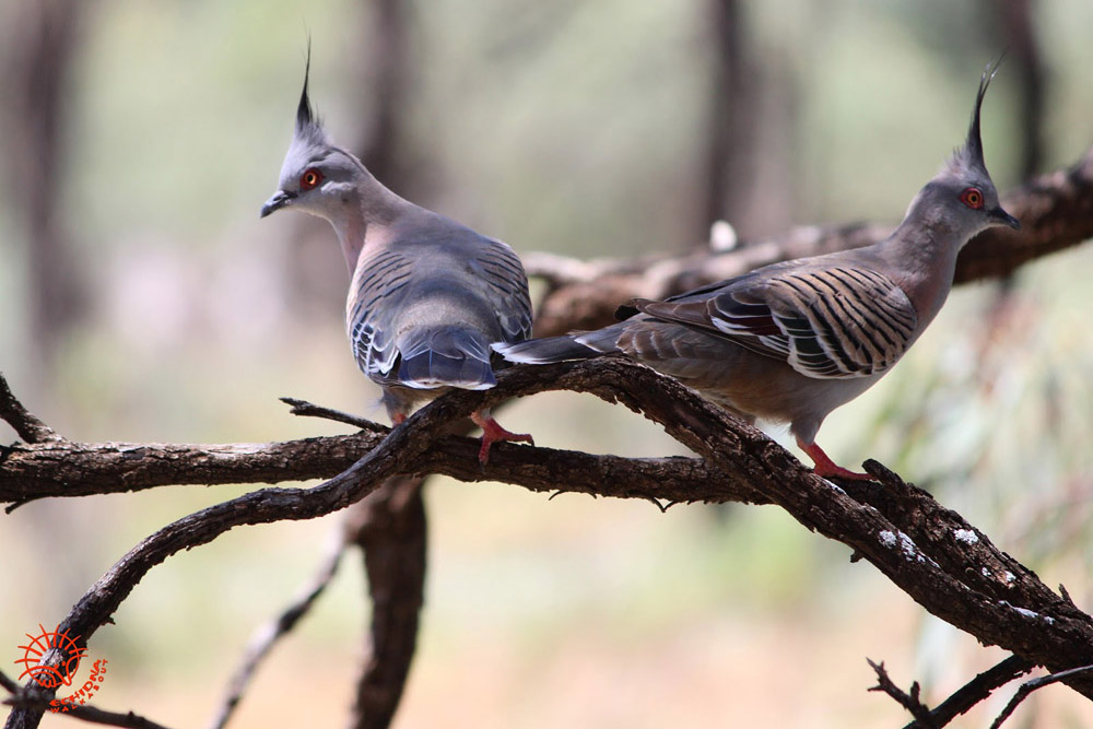 Mungo birdlife