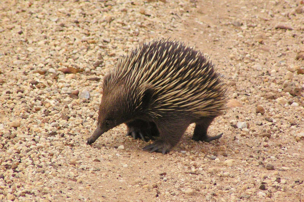 Echidna out for a stroll at Mungo
