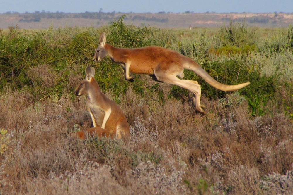 A spectacular leap from a male Red Kangaroo at Mungo
