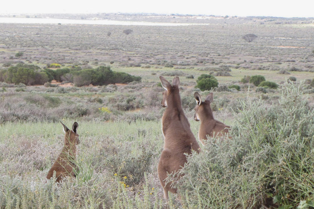 Kangaroos taking in the view of Mungo