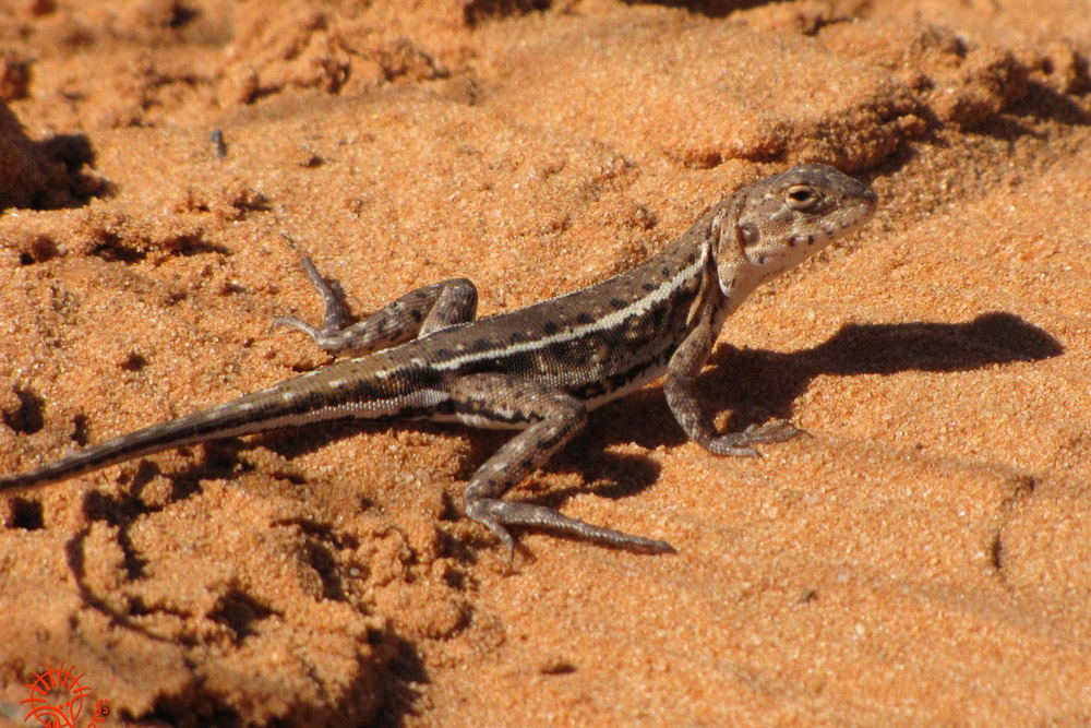Lizards of Mungo