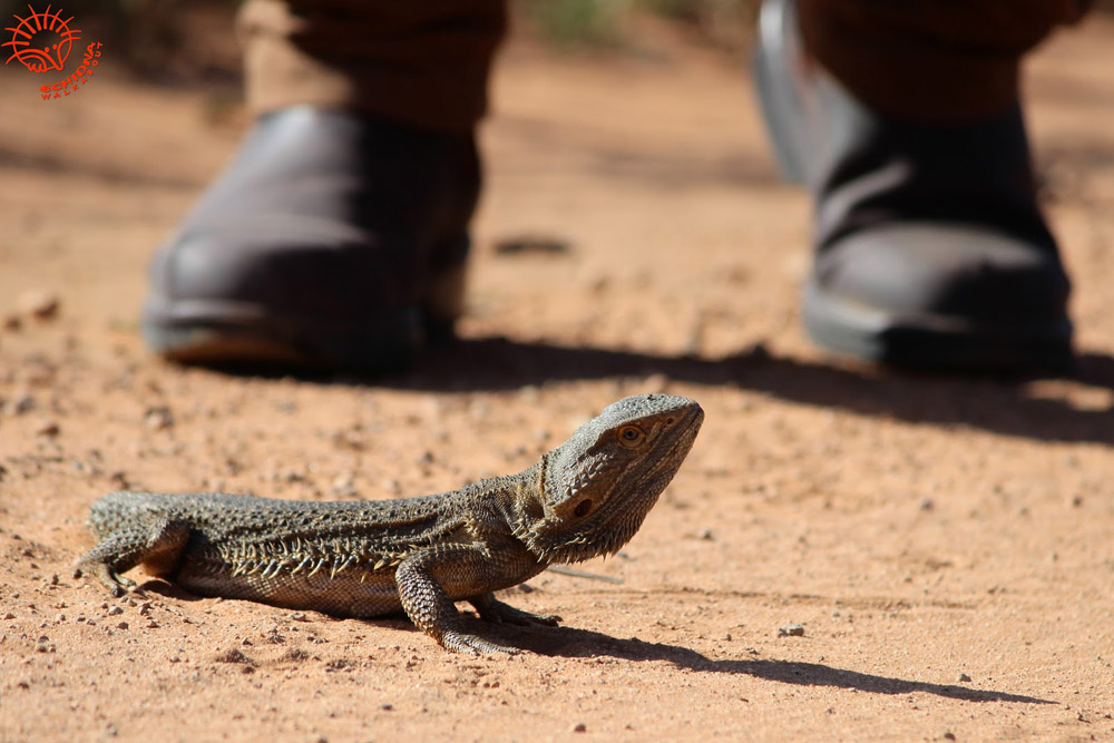 Lizards of Mungo