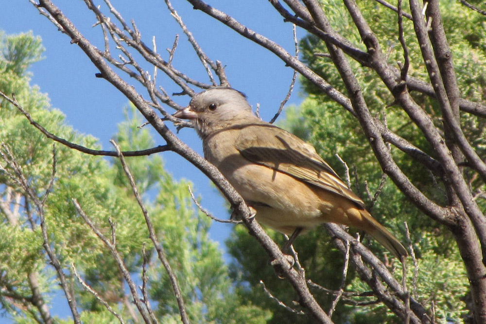 Female Crested Bellbird