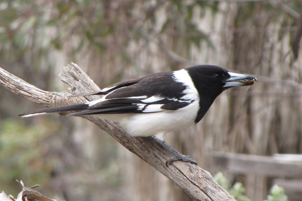 Pied Butcherbird with lunch