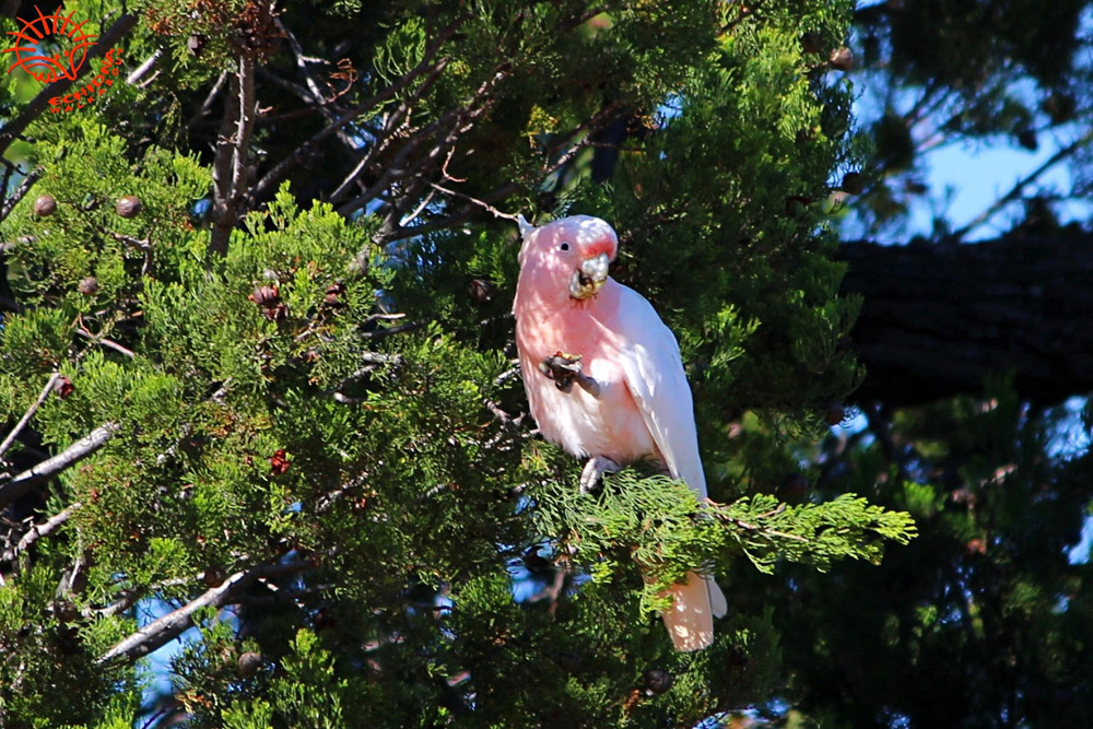 Mungo birdlife