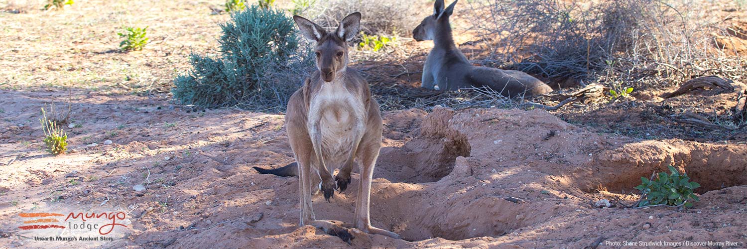 Mungo Pastoral Heritage Walk