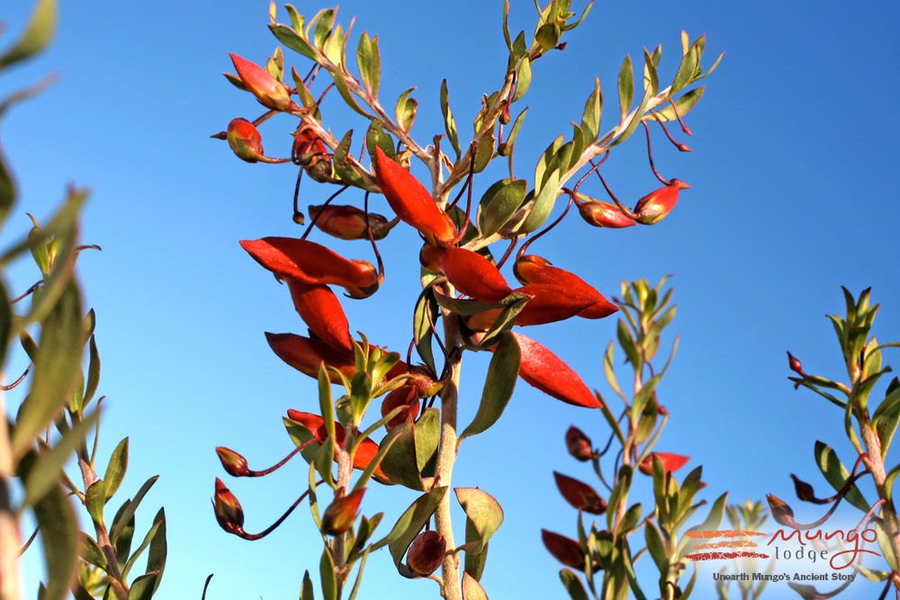 Mungo National Park Flora