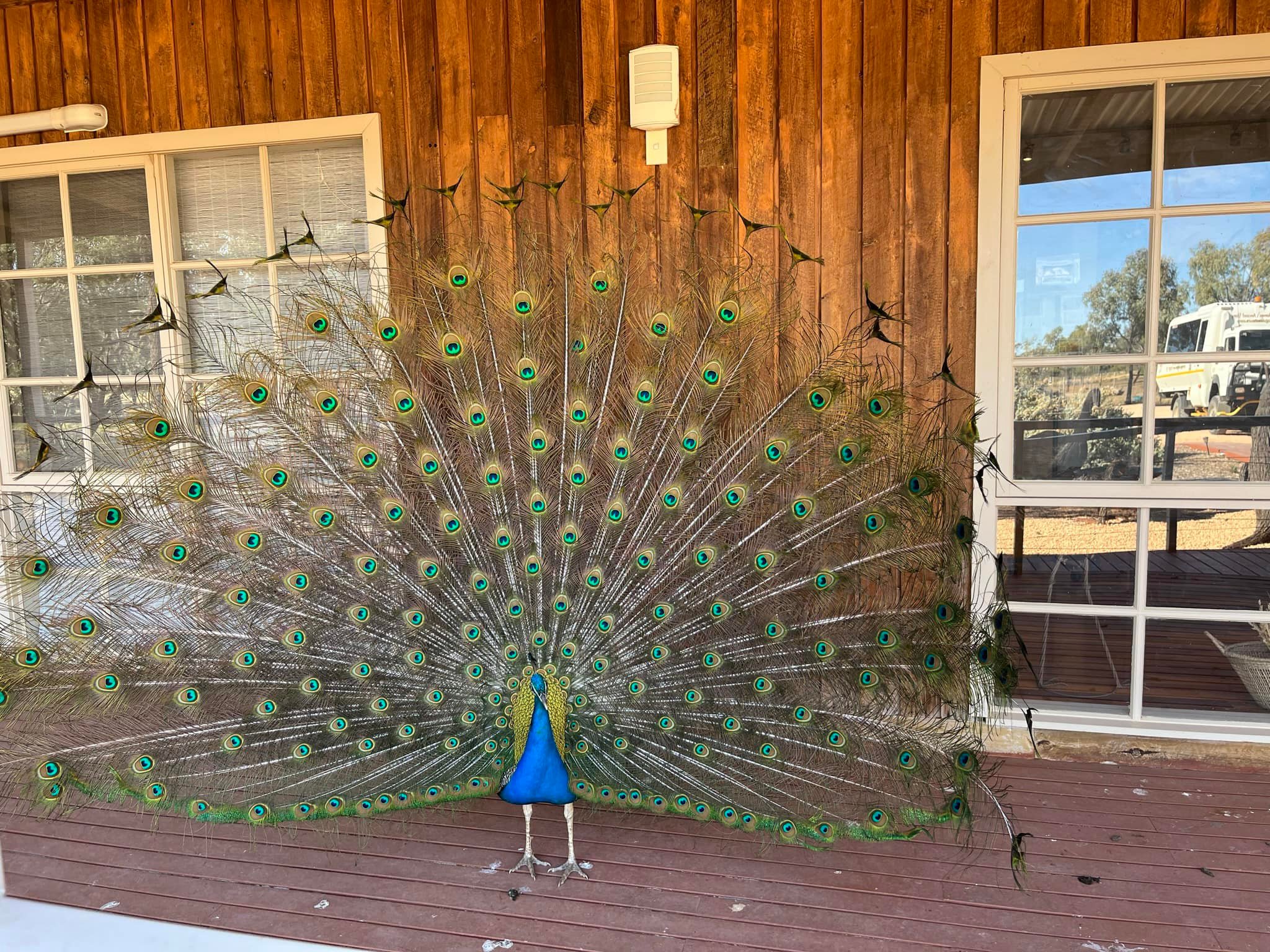 Mungo Peacock