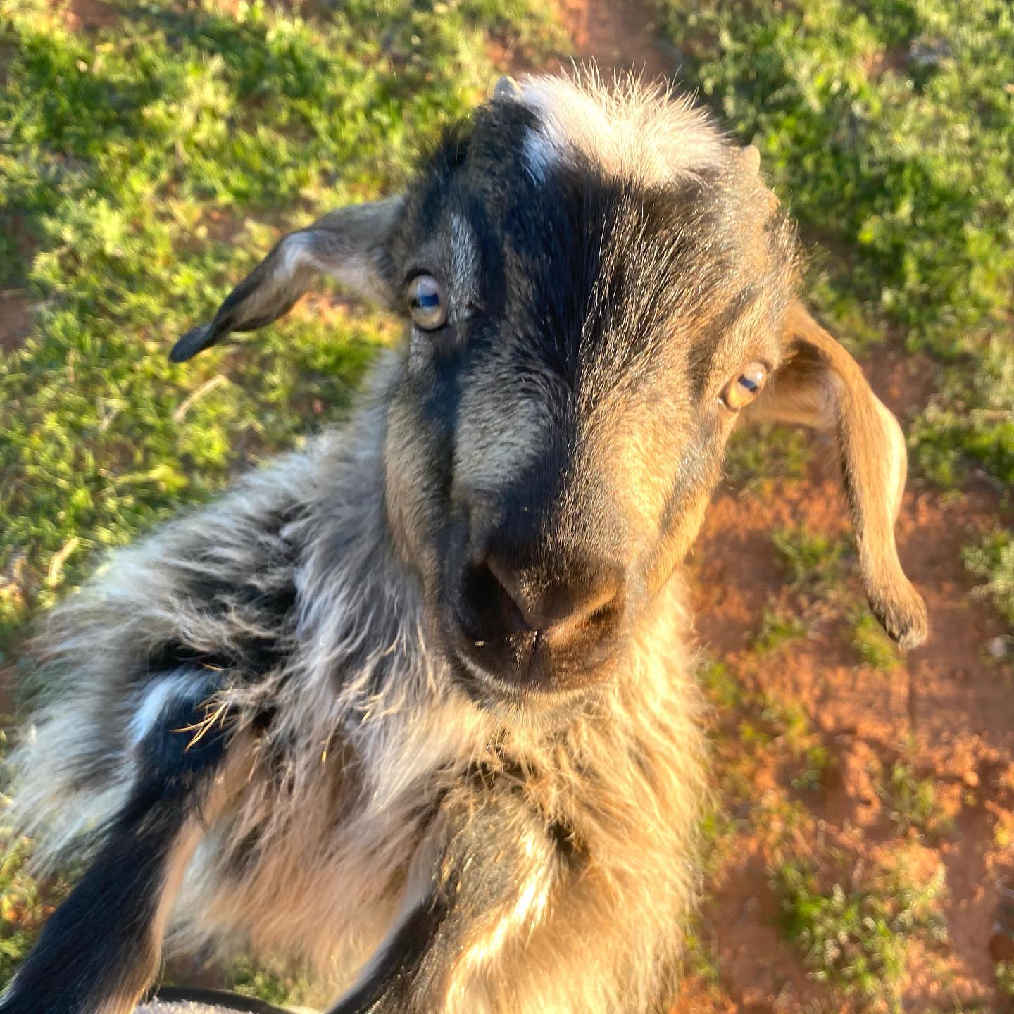 Mungo Sheeps