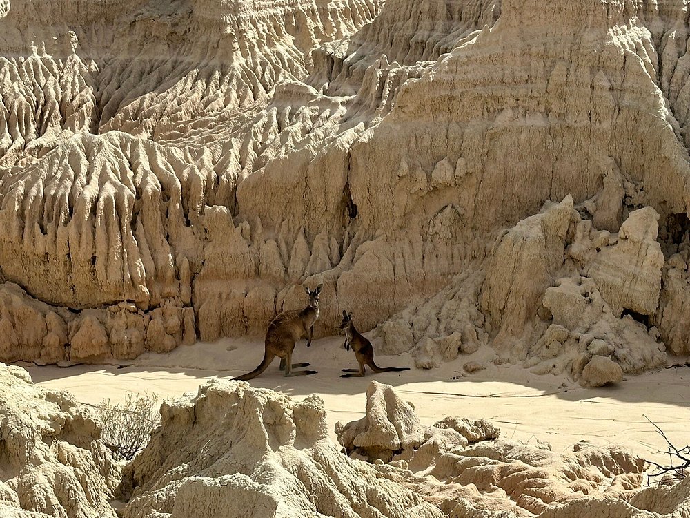 Kangaroo in Mungo