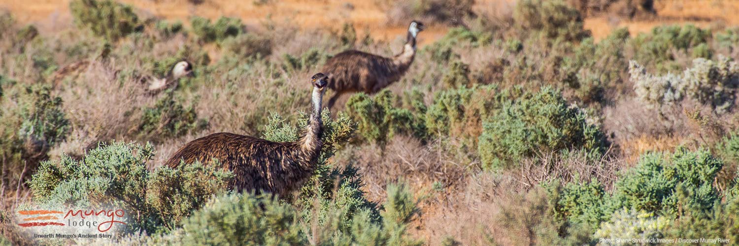 Mungo National Park Grasslands emu walk / Shane Strudwick Images / Discover Murray River