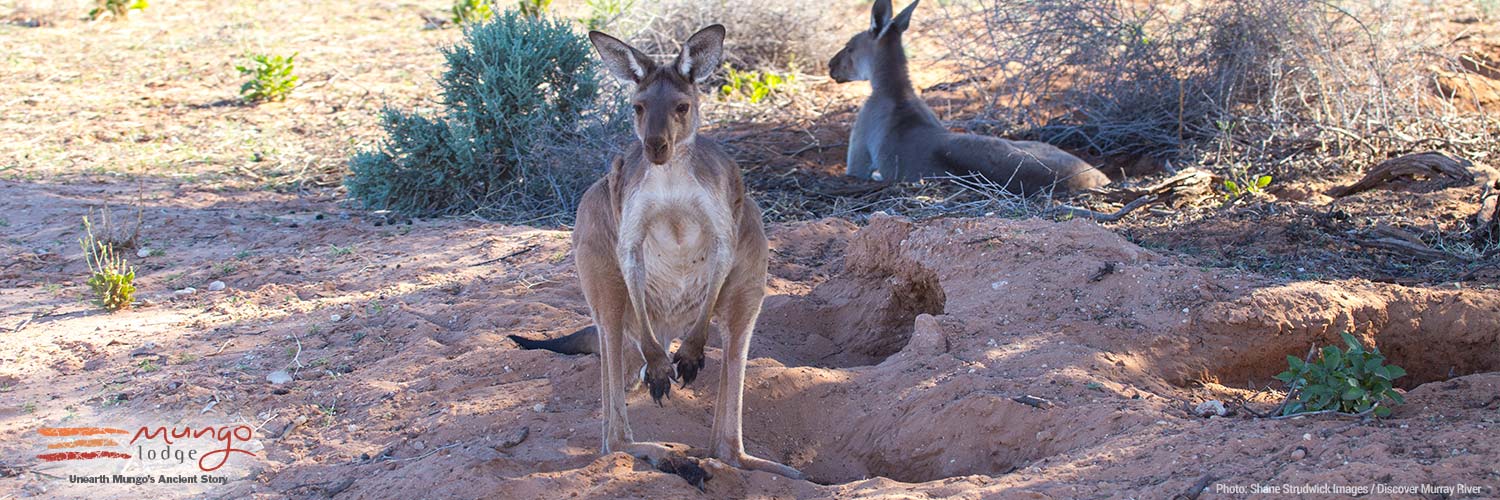 Mungo National Park Pastorial kangaroo walk / Shane Strudwick Images / Discover Murray River